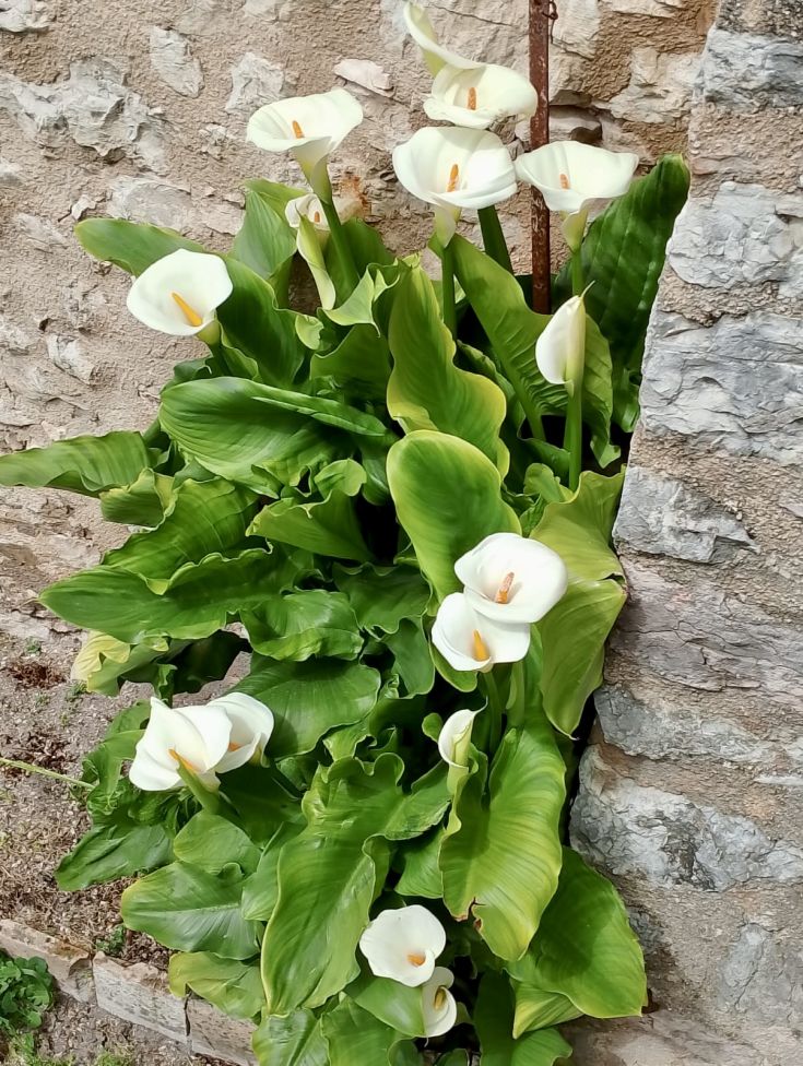 Weiße Blumen wachsen zwischen der Vegetation, sichtbar an einer groben Steinwand.