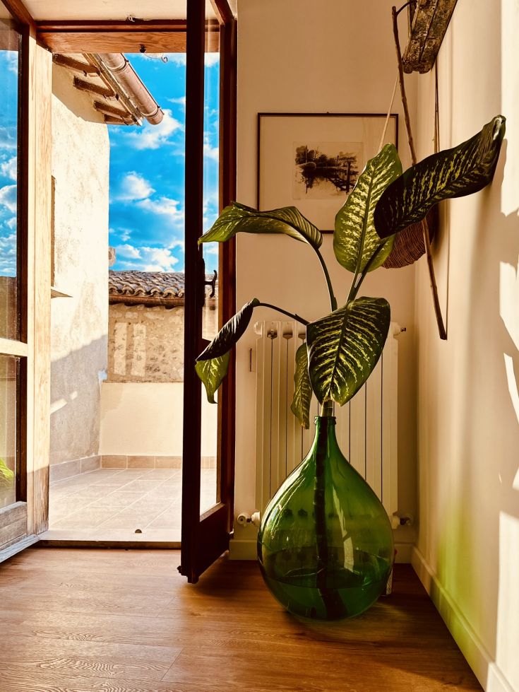 Helle Umgebung mit einer großen Pflanze und offener Aussicht, perfekt für Entspannungsmomente.