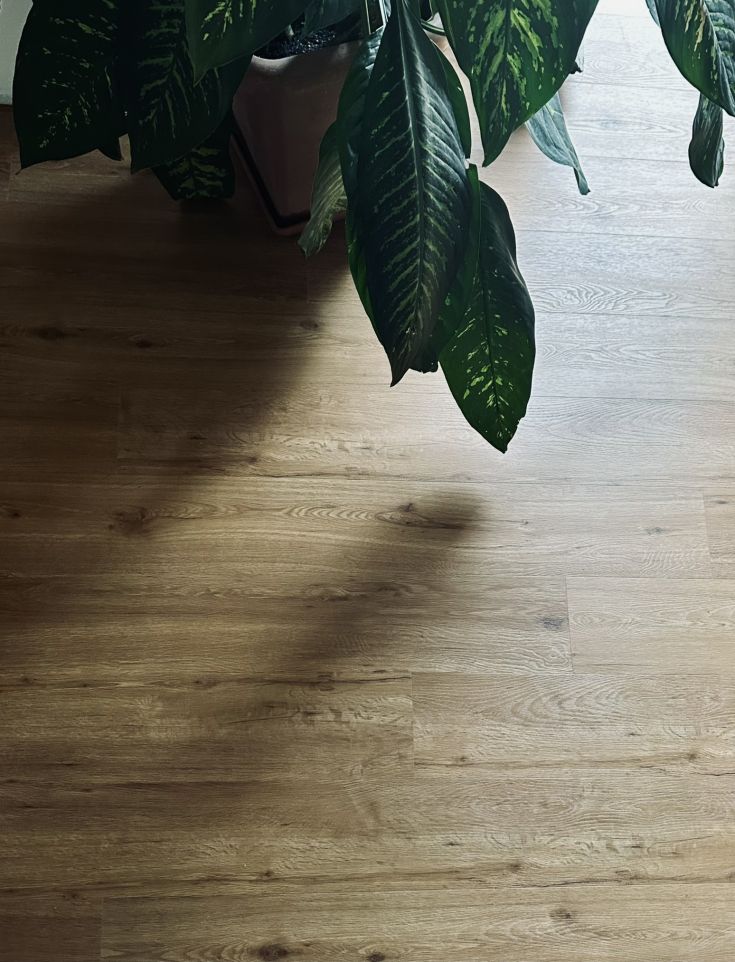 Eine grüne Pflanze steht auf einem Holzfußboden, beleuchtet von natürlichem Licht, das durch das Fenster strömt.