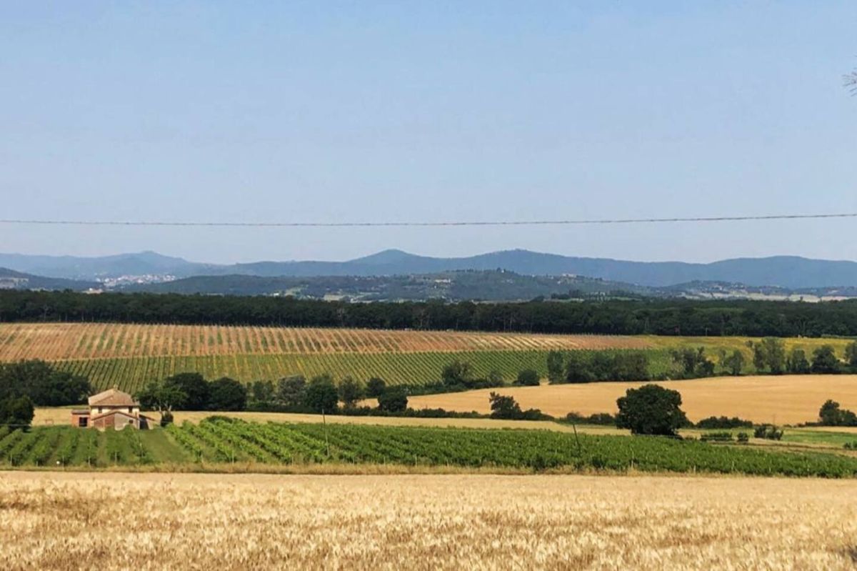 Uno scenario di vigneti e campi coltivati, con un casale rustico sullo sfondo.