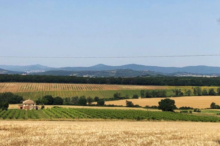 Eine Landschaft mit Weinbergen und Ackerland, mit einem rustikalen Bauernhaus im Hintergrund.