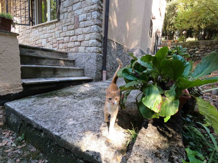 Un chat orange se déplace sur une pierre dans un jardin bien entretenu, entouré de plantes vertes.