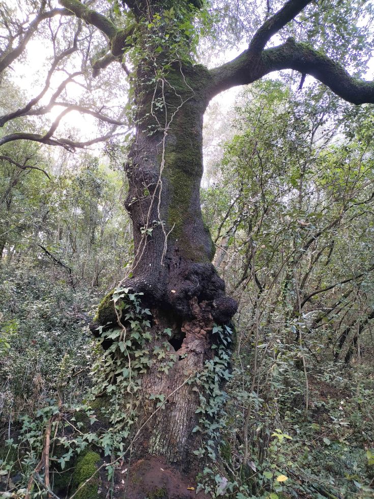 Un grand arbre montrant des signes d'âge, entouré de végétation verte luxuriante dans un environnement forestier.