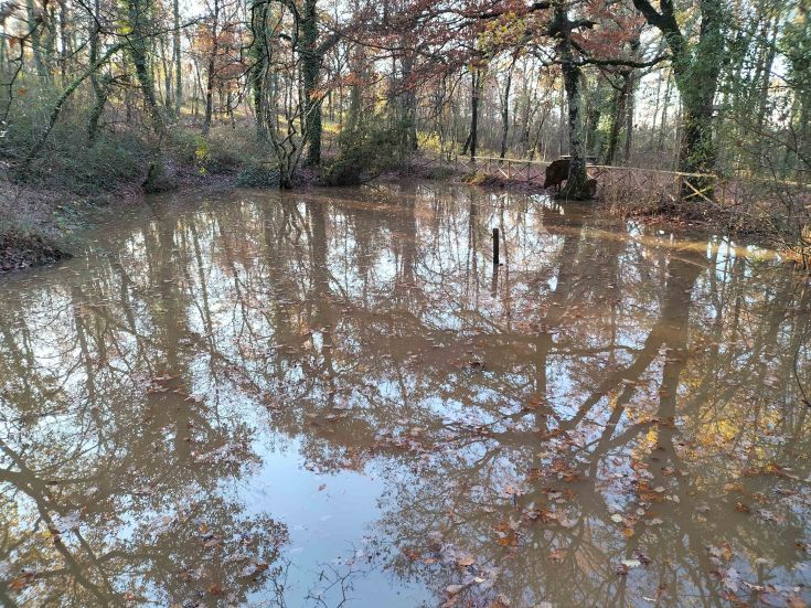 Une flaque reflète des arbres et des feuilles dans une forêt sereine. Un environnement naturel paisible à explorer.