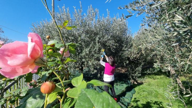 Una donna raccoglie olive in un uliveto, mentre alcune rose e alberi verdi la circondano in un ambiente naturale.