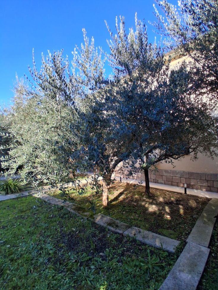 A well-maintained olive grove under a blue sky, with olive trees extending evenly in the field.