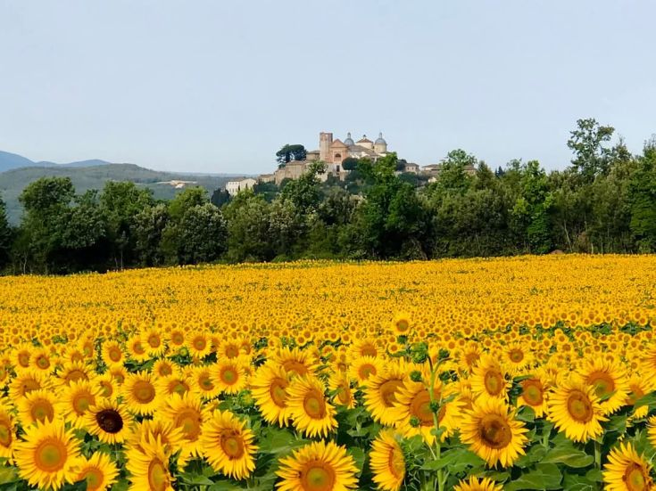 Field of sunflowers in full bloom in front of a charming village surrounded by nature.