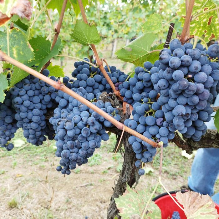 grappoli di uva Sagrantino 