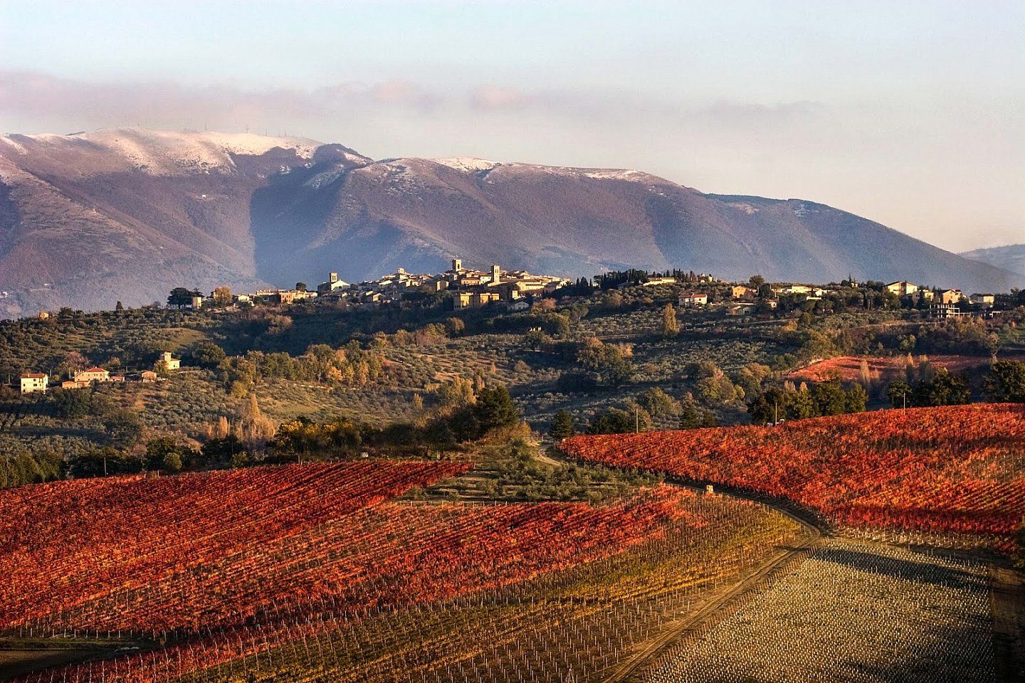 vigneti con foglie rosse 
