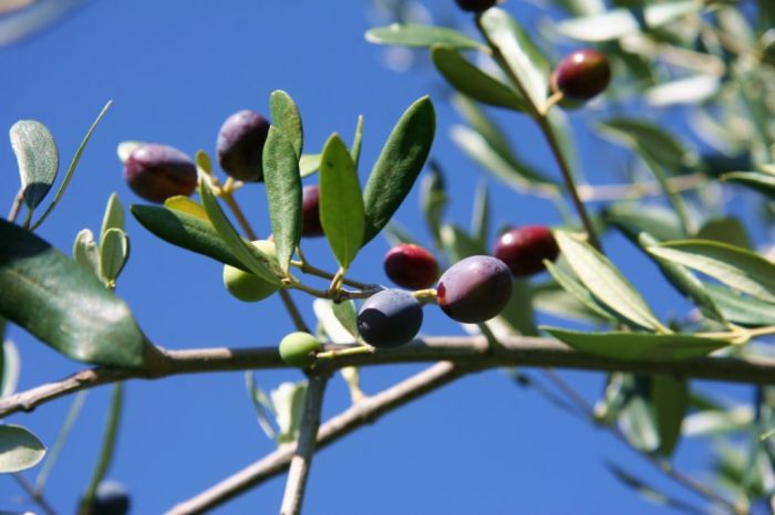 olive sull'albero 