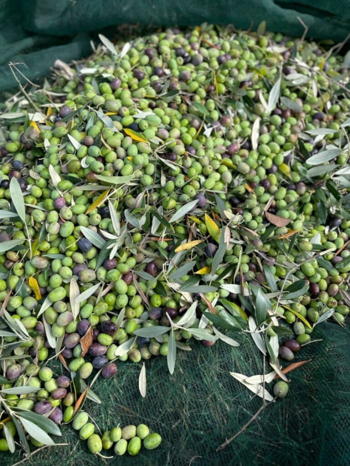raccolta delle olive con rete a terra 