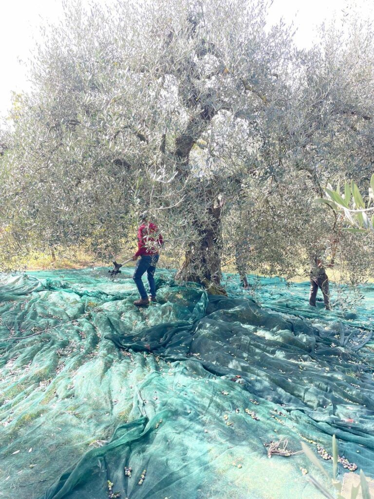 raccolta delle olive con rete a terra 