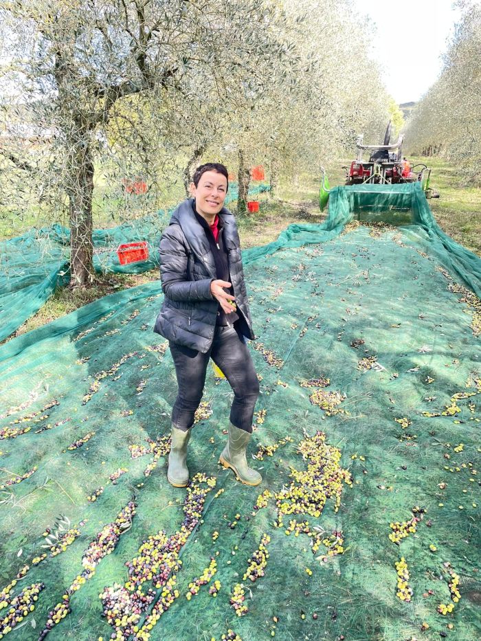  raccolta delle olive con rete a terra e persone intente alla raccolta 