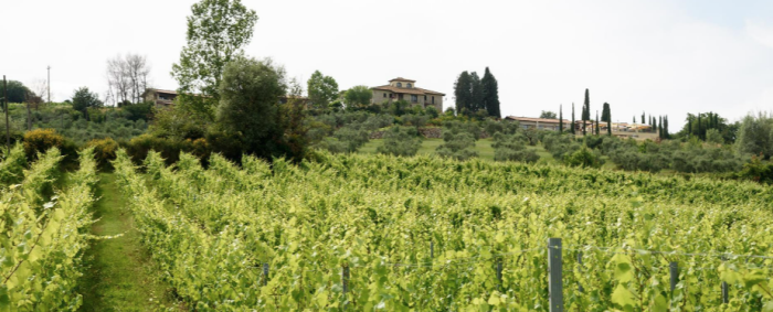 Tenuta Pizzogallo