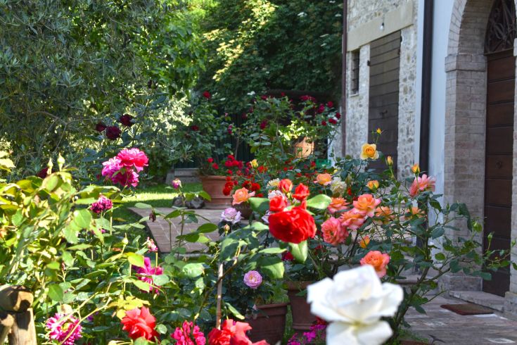 Un tranquillo angolo di un giardino con una varietà di rose dai colori diversi.