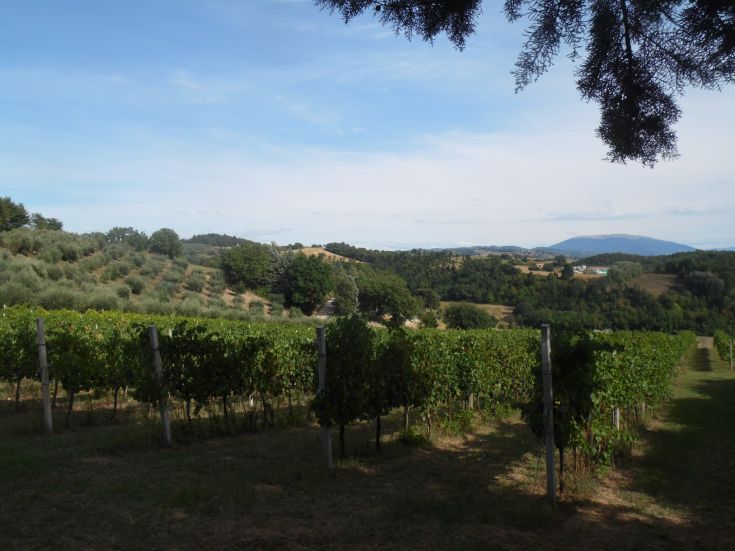 Panorama de la campagne ombrienne avec des vignobles et des oliveraies. Un endroit paisible pour des activités en plein air.