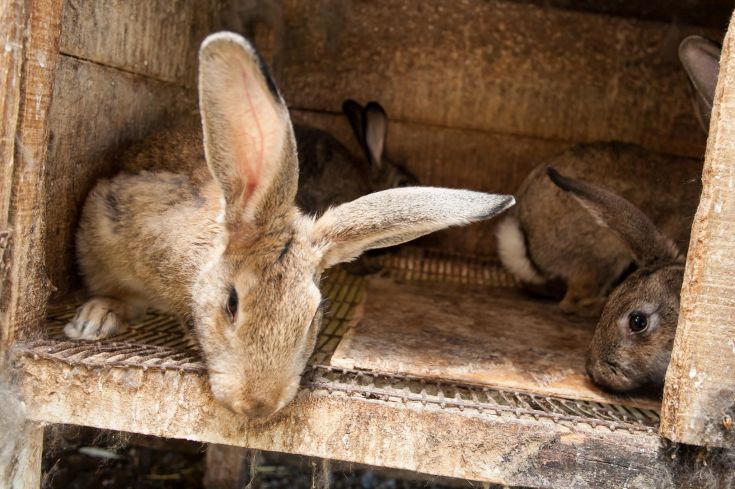 Un groupe de lapins dans leur abri, montrant un moment de tranquillité dans leur vie quotidienne.