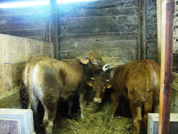 Trois vaches dans un enclos, entourées de bottes de foin et de murs en bois.