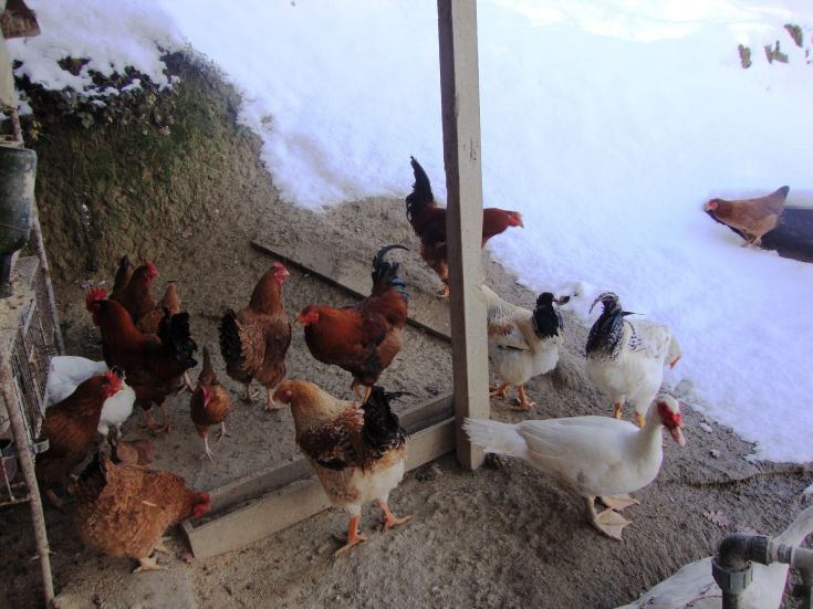 Un groupe de poules et de canards dans une zone enneigée en hiver.