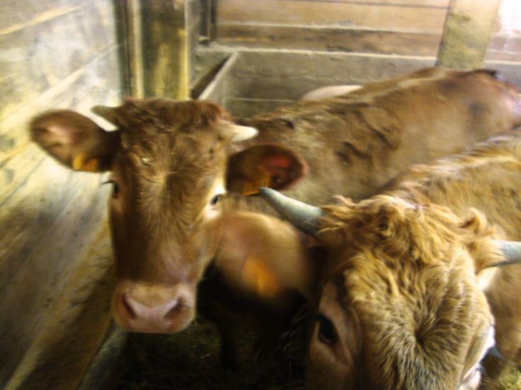 Deux vaches à l'intérieur d'un bâtiment rustique avec des murs en bois, créant une atmosphère sereine.