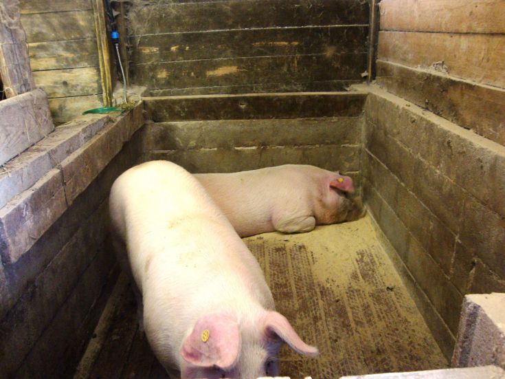 Deux cochons dans une enclosure en bois, dans un environnement de ferme paisible.