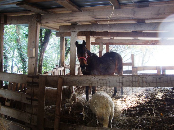 Un cheval et un mouton à l'intérieur d'un cottage rustique. L'environnement est simple et rural.