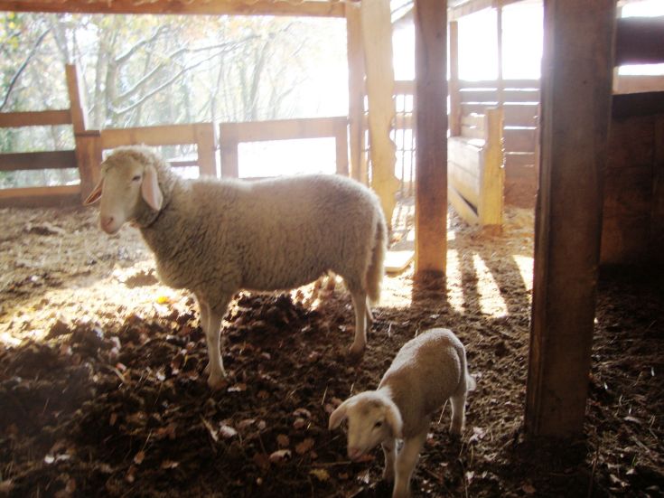 Deux moutons se trouvent dans un environnement rustique et serein, baigné de lumière naturelle.