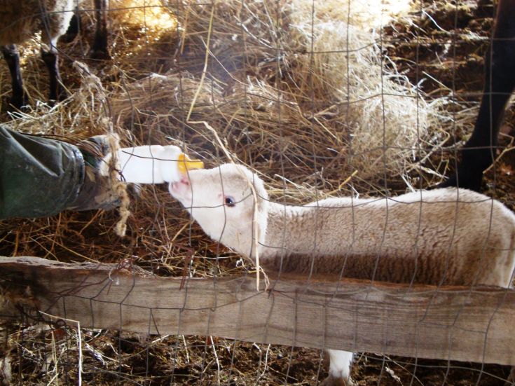 Un agneau est nourri au biberon dans un environnement simple et accueillant de la ferme.