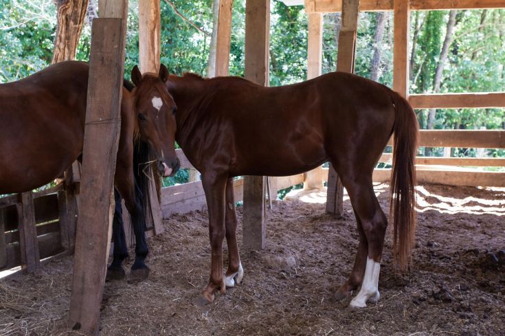 Deux chevaux dans une écurie entourée d'un environnement vert et naturel.