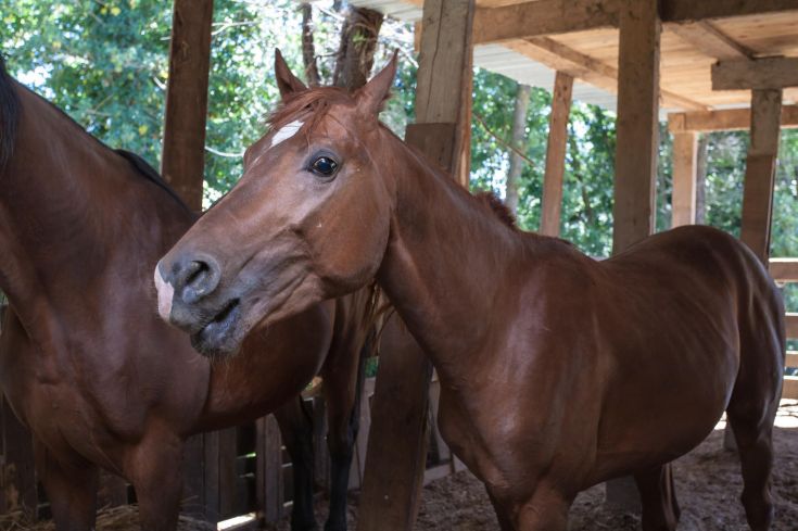 Deux chevaux bruns dans une étable typique d'un environnement rural.