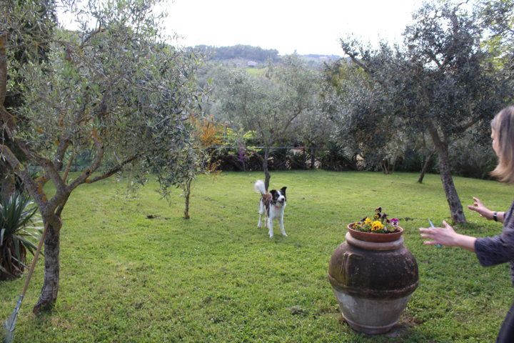 Un chien s'amuse dans le jardin d'une ferme, entouré d'oliviers et de verdure luxuriante.