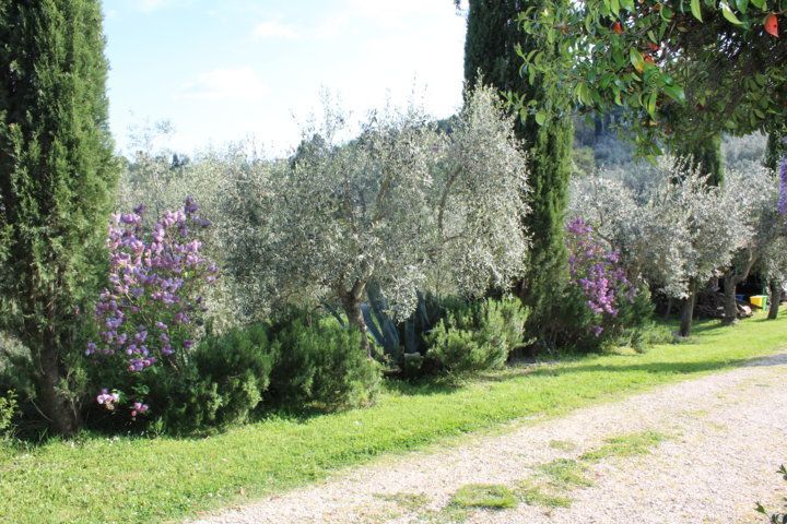 Un coin naturel serein entouré d'oliviers et de fleurs, idéal pour des moments de détente en Ombrie.