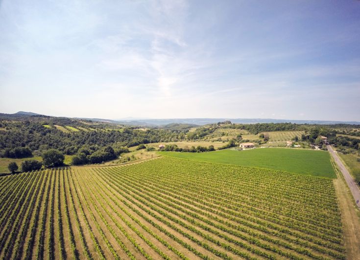 Scena di vigneti in Umbria, circondati da colline e vegetazione verdeggiante.