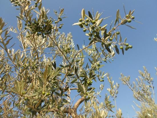 Ramo di ulivo con olive verdi sotto un cielo sereno.