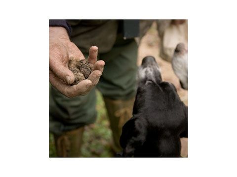 Un cane curioso guarda un uomo che tiene dei tartufi in mano.