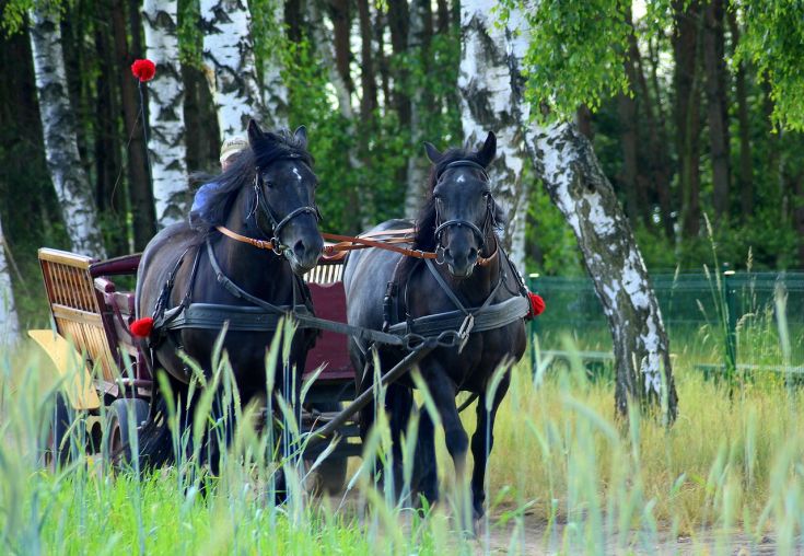 Due cavalli neri trainano una carrozza in una zona verde, affiancati da alberi e prati.