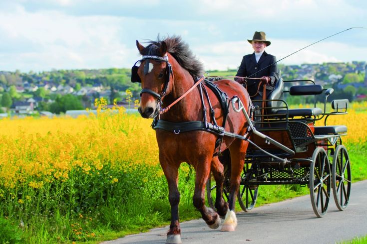 Una carrozza trainata da un cavallo in un paesaggio di campagna fiorito.