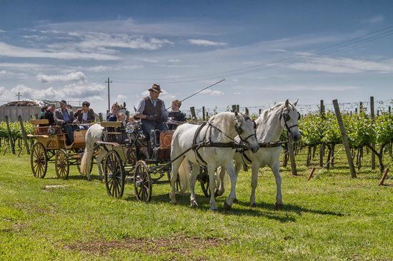 Una carrozza a cavallo tradizionale si trova tra i vigneti sotto un cielo blu.