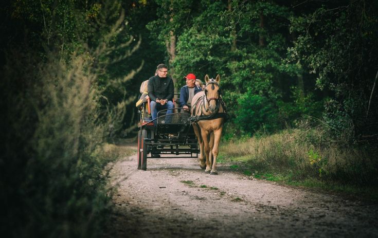 Due persone viaggiano su un carro trainato da un cavallo lungo un sentiero di un bosco verde.