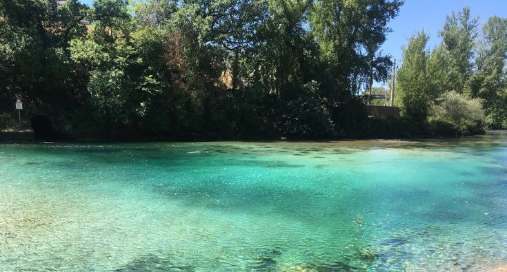 Un ruscello cristallino circondato da una folta vegetazione verde, ideale per una passeggiata nella natura.