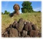 Un cane da tartufo cerca tesori di tartufi in un prato verde.