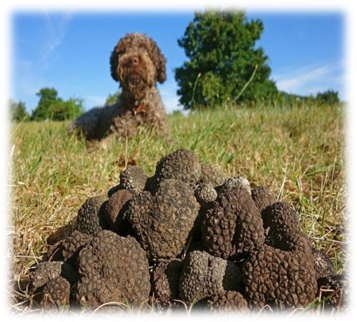 Un cane da tartufo cerca tesori di tartufi in un prato verde.