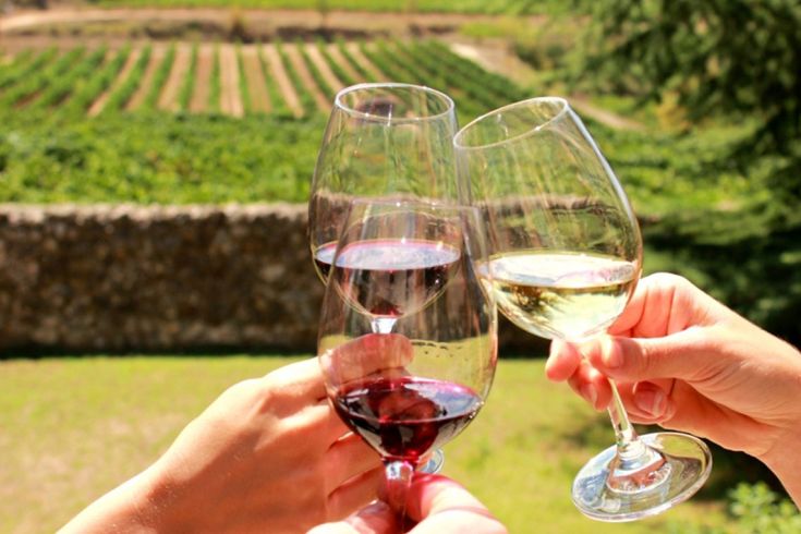 Un momento di convivialità con calici di vino rosso e bianco circondati dai vigneti.