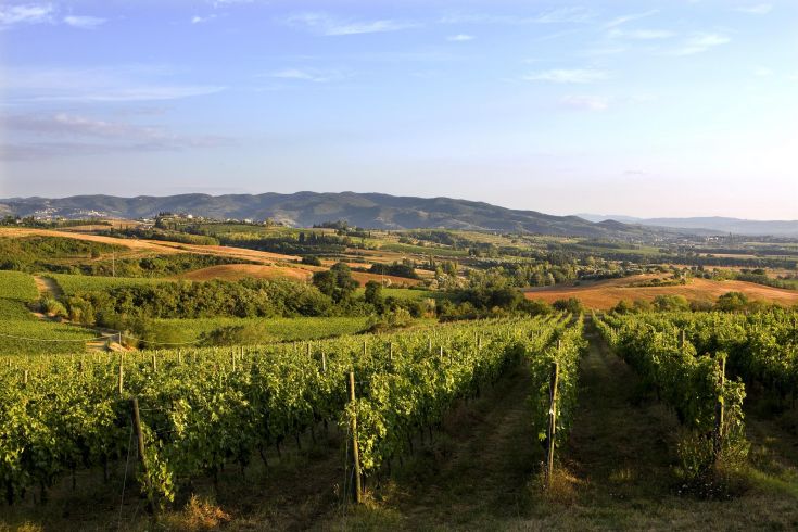 Un paesaggio composto da vigneti verdi si estende sotto un cielo tranquillo.