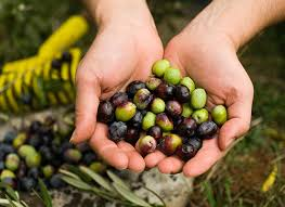 Mani che stringono olive di diverse tonalità, rappresentando una parte della tradizione contadina.