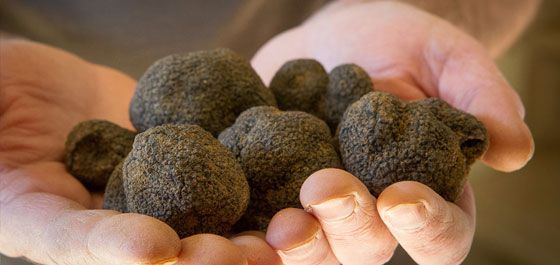 Mani che mostrano dei tartufi neri, prelibatezze culinarie molto apprezzate per il loro aroma e sapore.