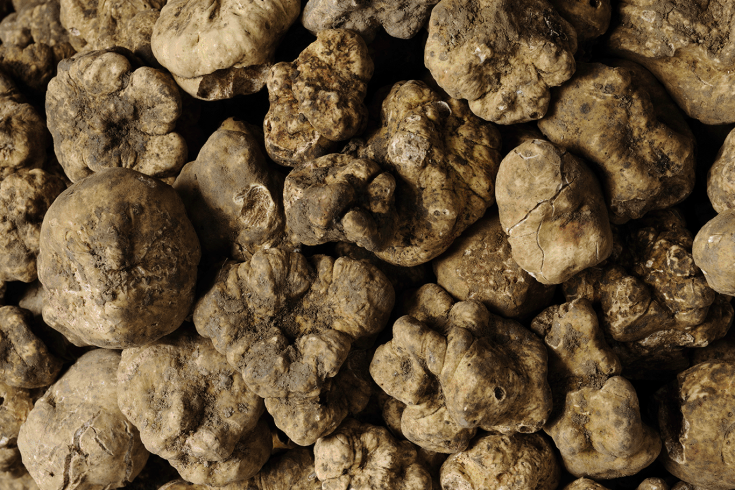 Un raccolto di tartufi, prodotti pregiati e rari, con toni terrosi e forme particolari.