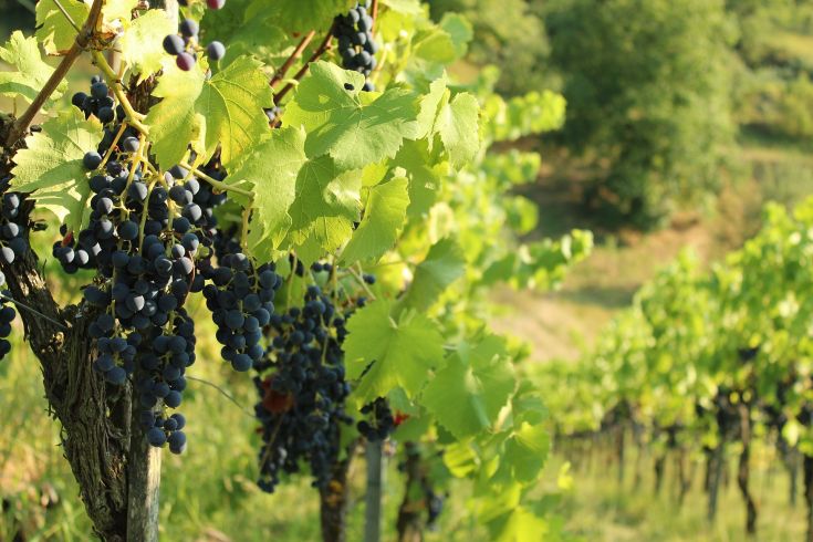 Primo piano di grappoli di uva nera su una pianta, illuminati dalla luce del sole. Sullo sfondo si vede un paesaggio verde.