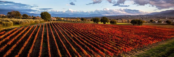 Un vigneto in autunno, caratterizzato da filari di uva rossa. Il cielo è chiaro e le colline si snodano all'orizzonte.