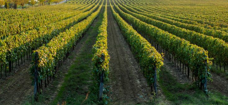 Vigneti verdi che si estendono su una dolce collina, rappresentano la tranquillità della campagna umbra.